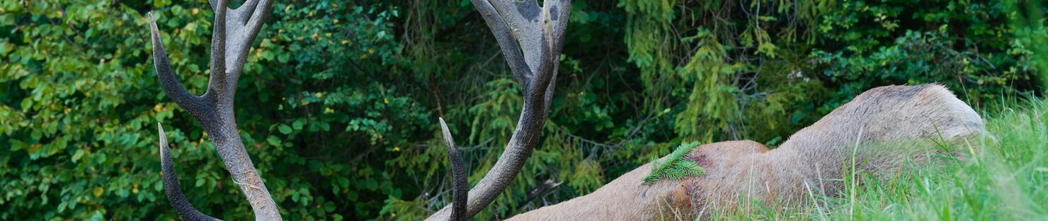 Le roi de Bánov : la chasse au cerf pendant le brame en Slovaquie