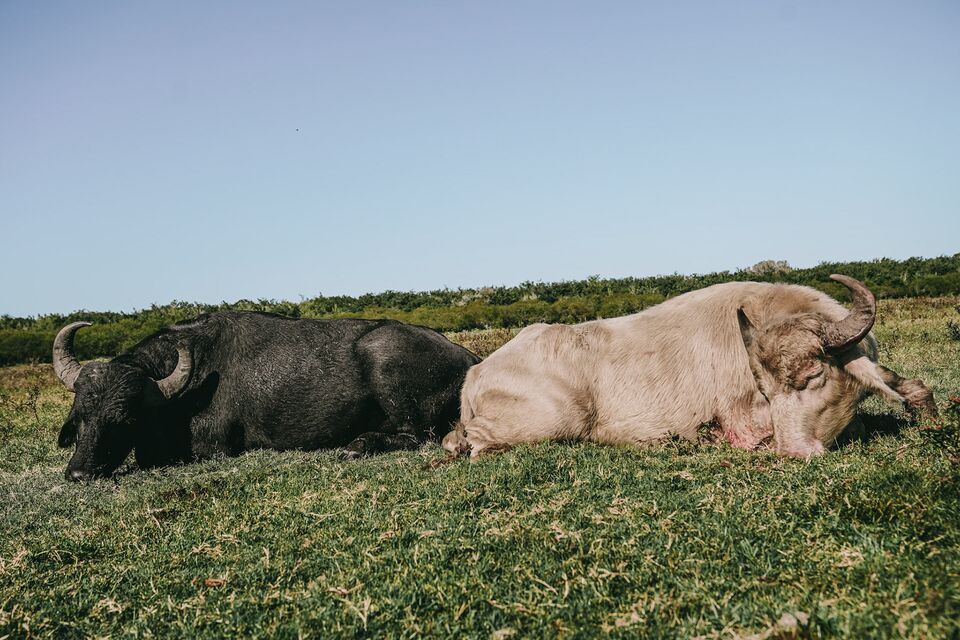 Argentine Safari and the Charm of Buenos Aires