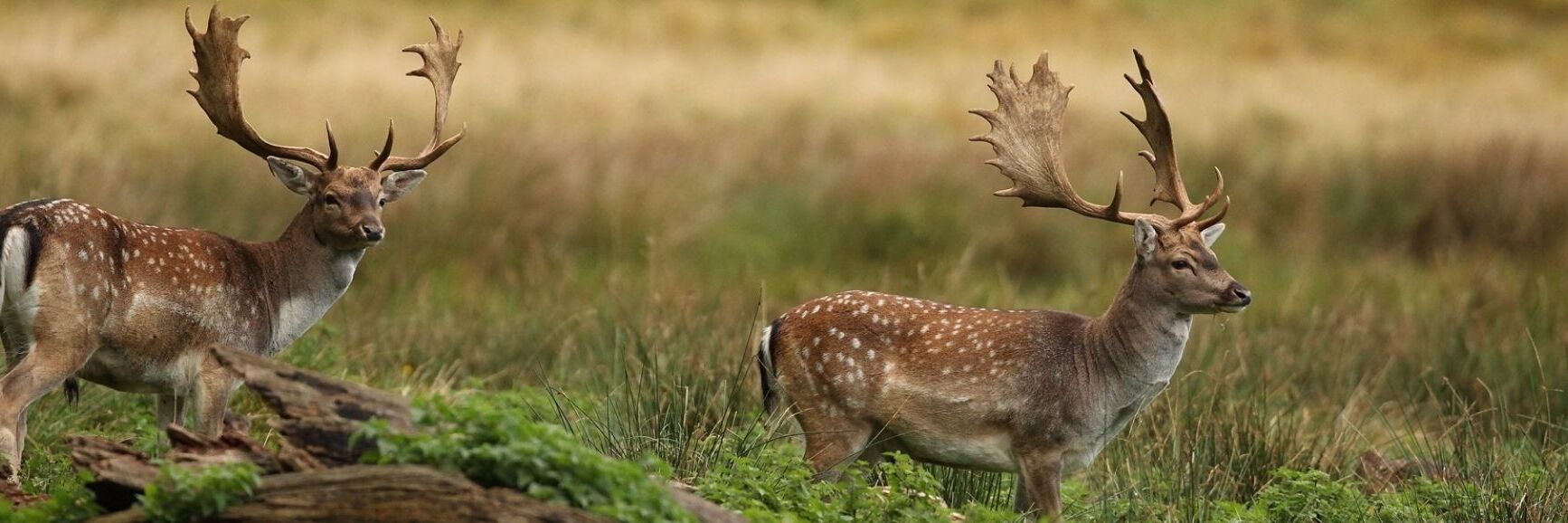 Red deer and fallow deer hunting in Hungary