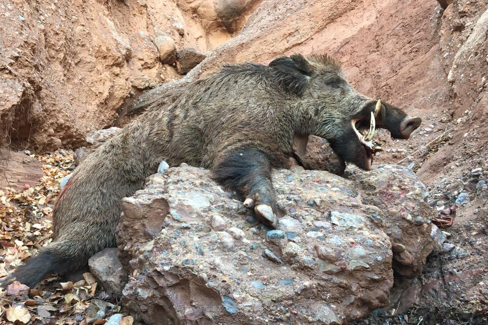 Hunting Trophy Boars in Tajikistan