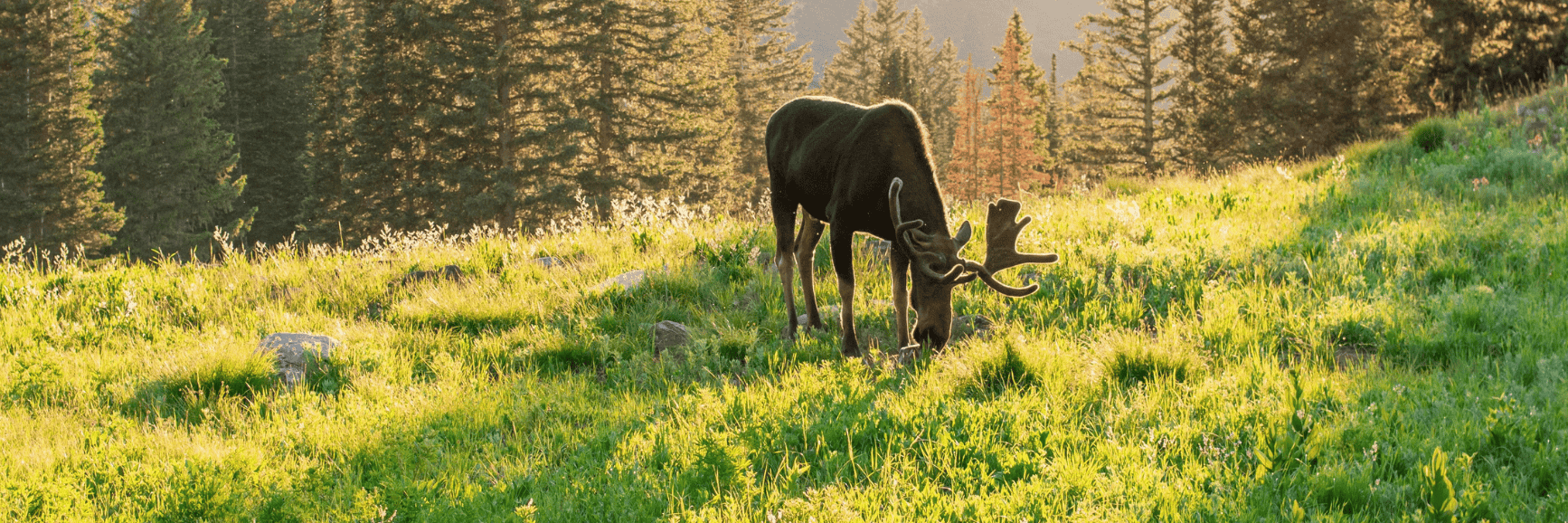 Hunting Canadian Moose "Fly-in" in British Columbia