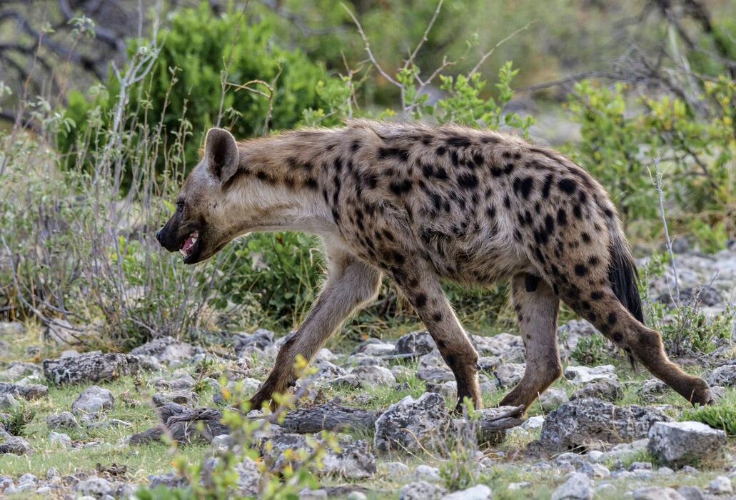 Spotted hyena