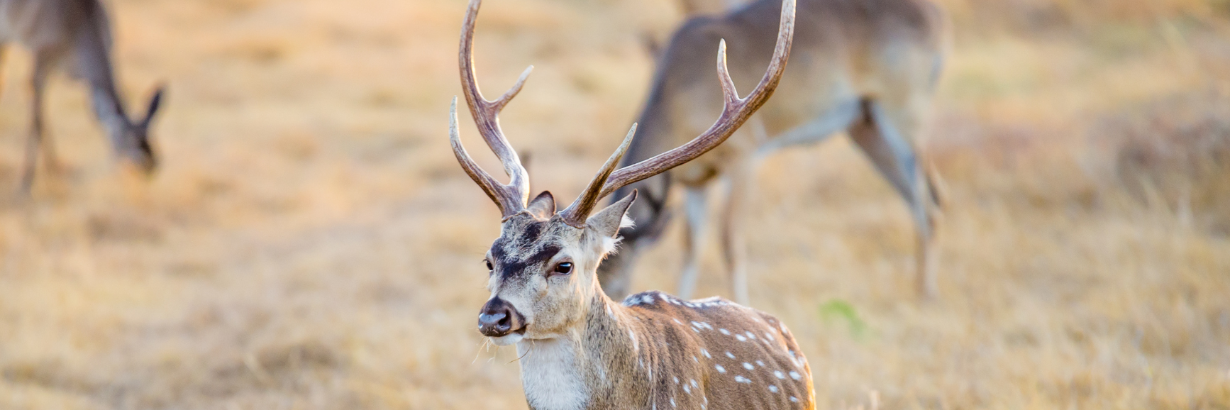 Argentine Safari and the Charm of Buenos Aires