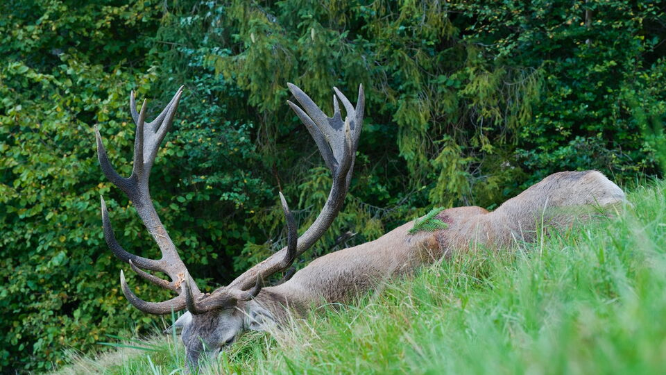 Le roi de Bánov : la chasse au cerf pendant le brame en Slovaquie