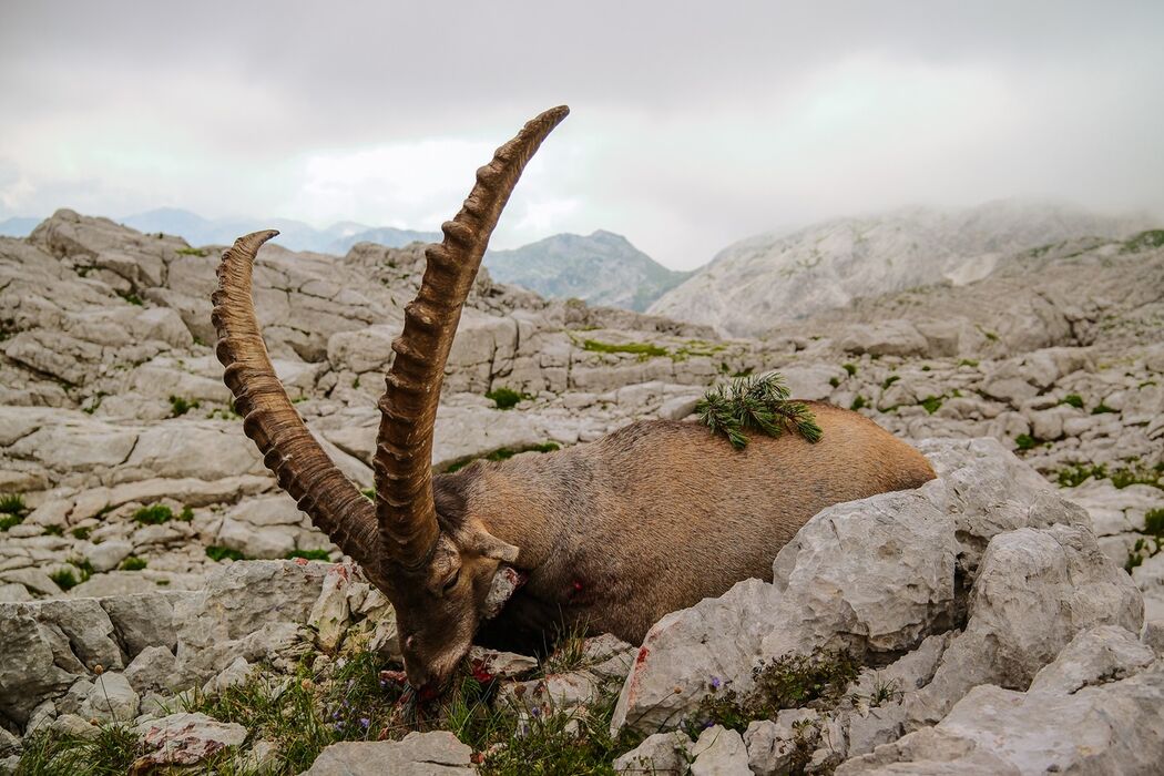 Alpine ibex