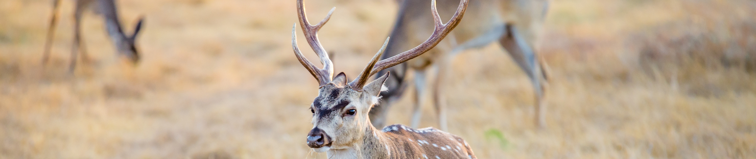 Argentine Safari and the Charm of Buenos Aires