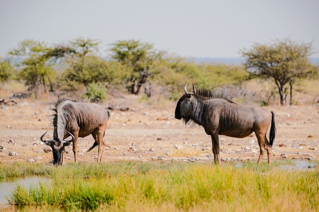 Black wildebeest