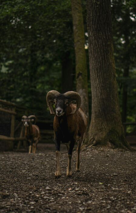 Mouflon