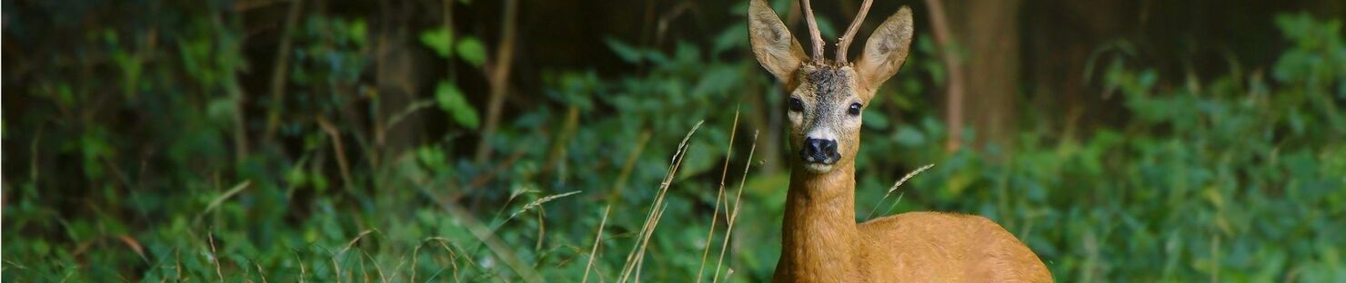 Roe Deer Hunting in Poland