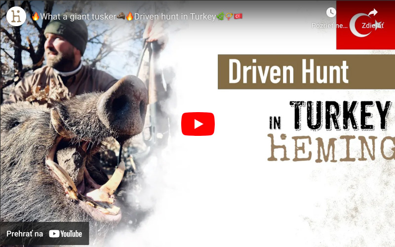 What a giant tusker Driven hunt in Turkey