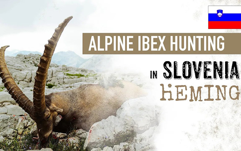 Alpine Ibex hunting in Slovenia